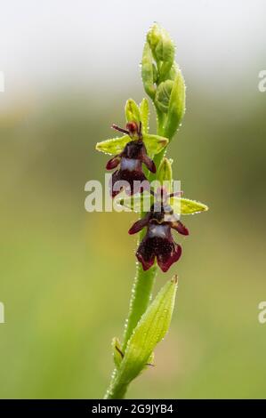 Orchidea di mosca (insettifera di Ophrys), fiore con le gocce di pioggia, Assia, Germania Foto Stock