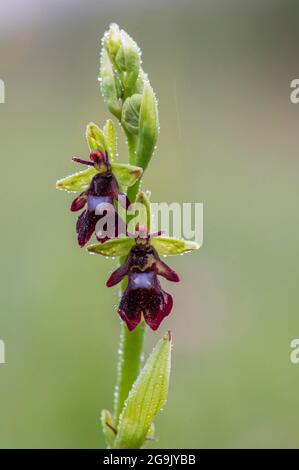 Orchidea di mosca (insettifera di Ophrys), busto con i raindrops, Assia, Germania Foto Stock