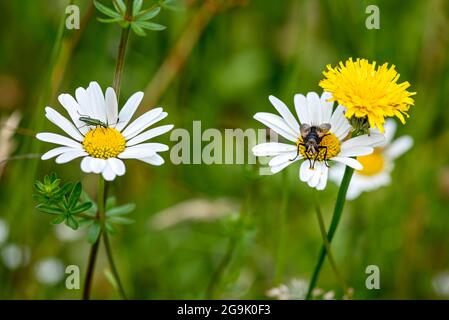 La mosca spagnola (Lytta vescicatoria) e la mosca della casa (Muscidae) sulle marguerite fiorite (Leucanthemum) in prato naturale selvaggio, Germania Foto Stock