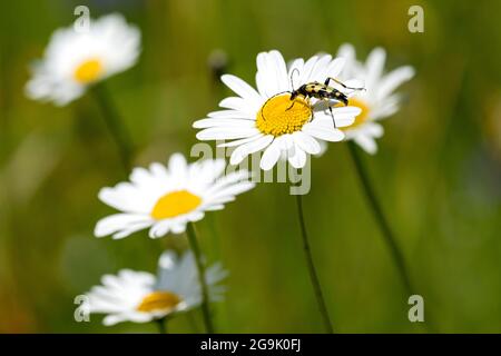 marguerite fiorite (Leucanthemum) con scarabeo di longhorn, scarabeo snello maculata di Rutpela in prato naturale e selvaggio, Germania Foto Stock