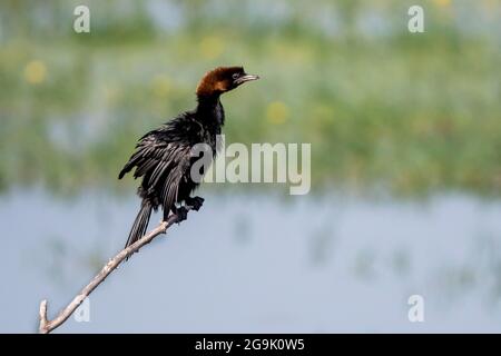 Pigmy Cormorant (Phalacrocorax pygmeus) seduto sul ramo, Lago Kerkini, Macedonia, Grecia Foto Stock