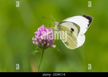 Farfalla di cavolo (Pieris brasicae) sulla fioritura di trifoglio, Assia, Germania Foto Stock