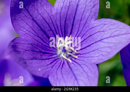 Fioritura cinese (Platycodon grandiflorus) in giardino. Fiori di Platycodon. Primo piano. Dettaglio. Foto Stock