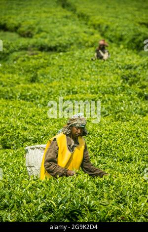 La piantagione di tè nella catena dei Virunga, Ruanda, Africa Foto Stock