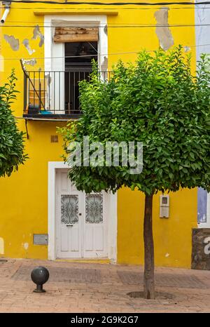 Albero e facciata della Casa dipinta di giallo, Villajoyosa, Spagna Foto Stock