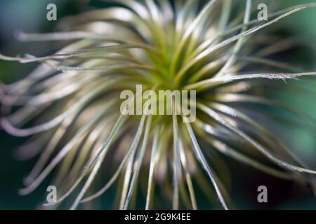 Primo piano bellissimo fiore raro insolito. Clematis sbiadito Foto Stock