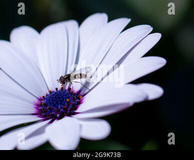 Australian Black-headed hover Fly, Melangyna viridiceps, comune hoverfly o flower mosche che si nutrire sul polline di un Veldt Daisy, Osteospermum spp Foto Stock