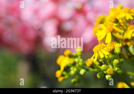 Cressleaf Groundsel Yellow Flowers Packera glabella nel prato estivo Foto Stock