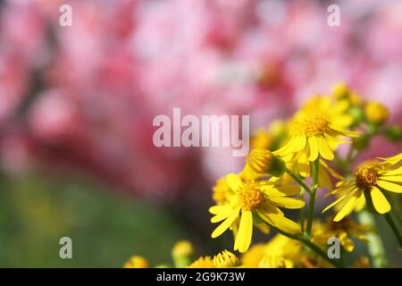 Cressleaf Groundsel Yellow Flowers Packera glabella nel prato estivo Foto Stock