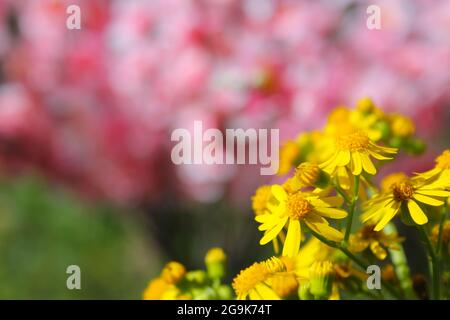 Cressleaf Groundsel Yellow Flowers Packera glabella nel prato estivo Foto Stock