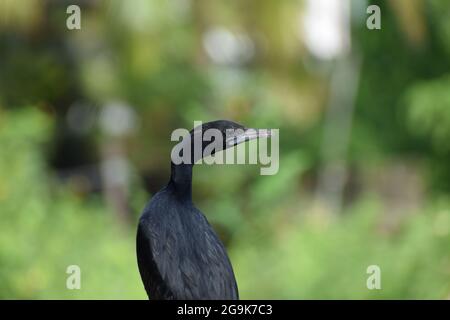 Il grande cormorano, l'uccello cormorano indiano in sfondo verde sfocato della natura, grande uccello cormorano sta cercando e cercando di cacciare un pesce in lago Foto Stock