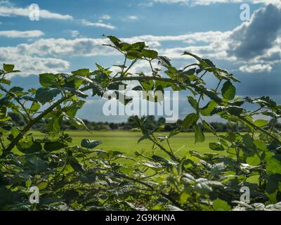 Vista attraverso un cespuglio di bramble su un pascolo nell'interazione di sole e nuvole. Foto Stock