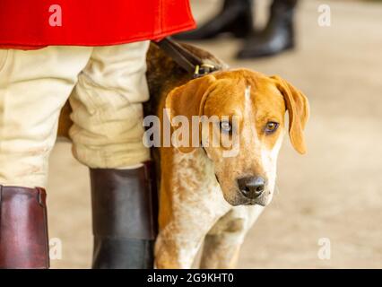 Primo piano di un limone e bianco, Old English Foxhound rivolto in avanti e in piedi accanto al maestro di caccia vestito con abiti tradizionali. Spazio per c Foto Stock