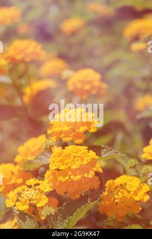 Giallo Lantana Camara Fiori in sole brillante Foto Stock