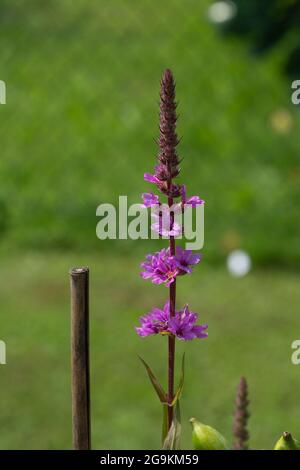 Primo piano della pianta perenne Lythrum salicaria in fiore viola rossastro Foto Stock