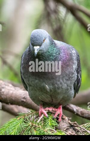 Il grasso di Pigeon è importante seduta su un ramo. Il piccione domestico bird e sfocata sfondo naturale. Grigio colomba bird. Foto Stock