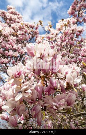 Magnolia si arbusta contro un cielo blu in primavera Foto Stock