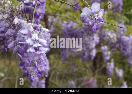 Porpora Wisteria in Sprintime Fabaceae Luguminosae in Giardino Foto Stock