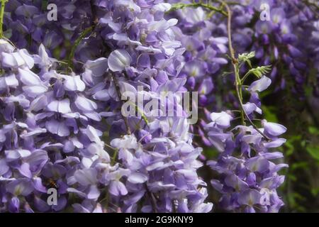 Porpora Wisteria in Sprintime Fabaceae Luguminosae in Giardino Foto Stock