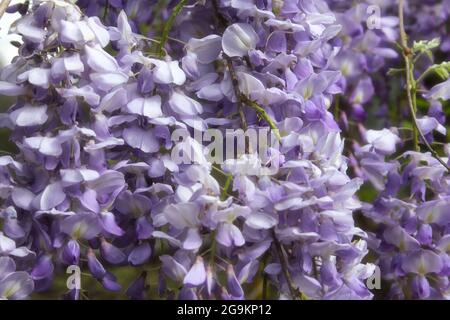 Porpora Wisteria in Sprintime Fabaceae Luguminosae in Giardino Foto Stock