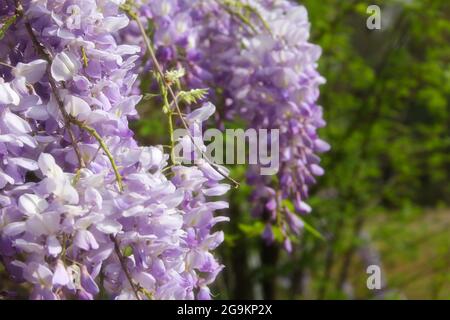 Porpora Wisteria in Sprintime Fabaceae Luguminosae in Giardino Foto Stock