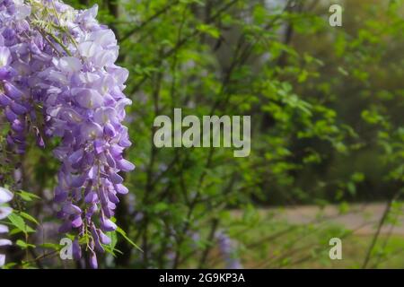 Porpora Wisteria in Sprintime Fabaceae Luguminosae in Giardino Foto Stock