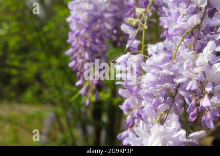 Porpora Wisteria in Sprintime Fabaceae Luguminosae in Giardino Foto Stock