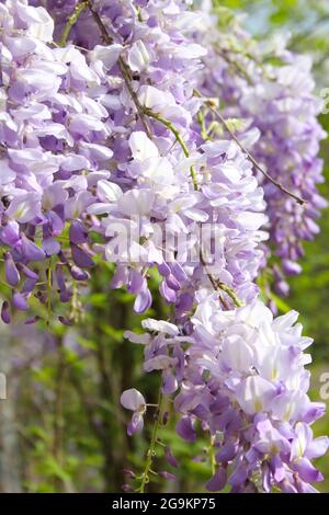 Porpora Wisteria in Sprintime Fabaceae Luguminosae in Giardino Foto Stock