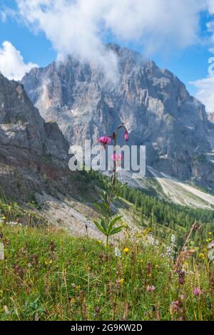 Fiore giglio di Martagon in un bellissimo paesaggio delle alpi Foto Stock