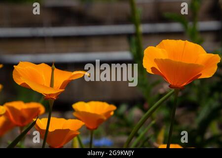 Fiori di arancio di papavero californiano, chiamato anche Escholzia californica Foto Stock