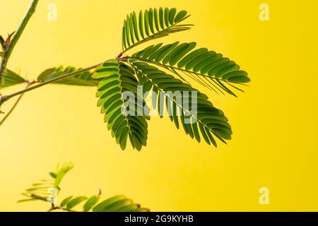 Mimosa pudica, timida, sabra o restringente anche chiamato pianta sensibile, pianta sonnolenta, pianta d'azione, touch-me-not, shameplant è un strisciamento annuale Foto Stock