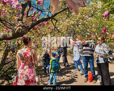 Kiev, Ucraina-30 aprile 2018: Ucraini e turisti che vagano nel Giardino Botanico Nazionale di Kiev. Persone che scattano foto del magnifico albero di magnolia.