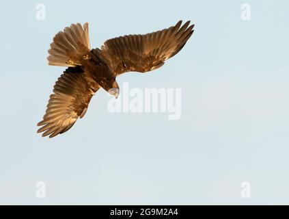 Una femmina Giovanile Marsh Harrier (Circus aeruginosus) si gira e si tuffa in preda, Norfolk Foto Stock