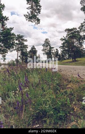 piccolo prato vicino strada di campagna piena di salvia boschiva in fiore e allysum in bufera Foto Stock