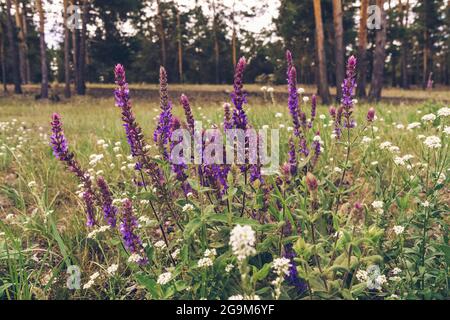 prato in foresta di conifere con salvia boschiva e fioritura di alyssum Foto Stock