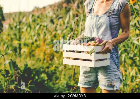 coltivando cibo biologico femmina agricoltore raccolta di verdure fresche da giardino, barbabietole, carote, patate Foto Stock