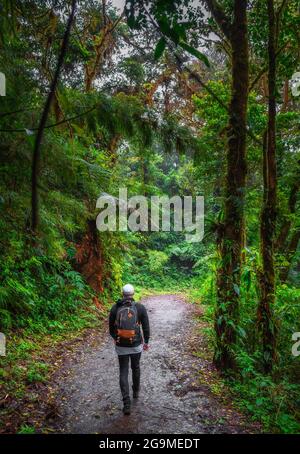 Tour turistico a piedi attraverso la giungla di Monteverde Cloud Forest, Costa Rica Foto Stock