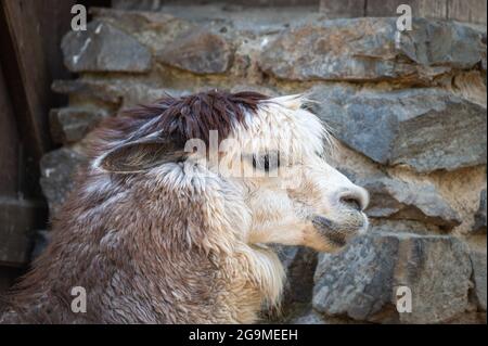 Ritratto di alpaca, noto anche come Vicugna pacos Foto Stock