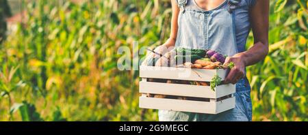 coltivando cibo biologico femmina agricoltore raccolta di verdure fresche da giardino, barbabietole, carote, patate Foto Stock