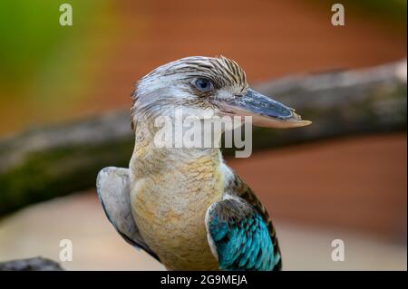 Ritratto di kookaburra alato blu conosciuto anche come Dacelo leachii Foto Stock