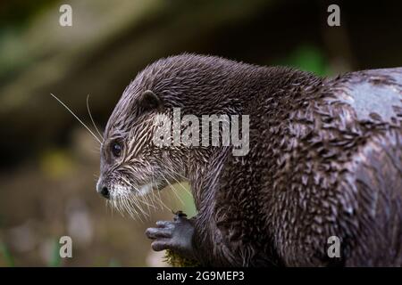 Oriental piccoli artigli lontra (Amblonyx cinereus), noto anche come il piccolo asiatico-artigliato otter. Foto Stock