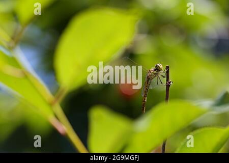 Una piccola libellula alla ricerca di una preda in cima a un ramoscello Foto Stock