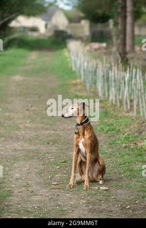 Lurcher (croce di levriero di saluki) seduto pazientemente su un sentiero in attesa che il suo proprietario finisca di scattare fotografie Foto Stock