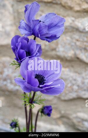 Anemone viola (blu) papavero - primo piano Foto Stock