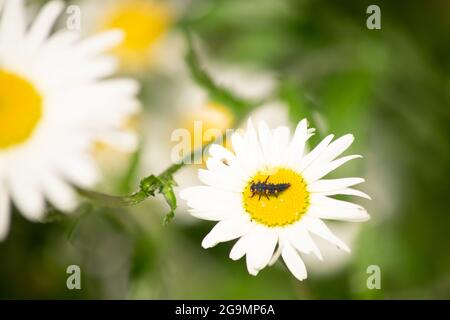 Larve di Ladybug che si trovano al centro del fiore bianco e giallo, larva bug su camomilla sangue fiore nel giardino con sfondo naturale sfocato Foto Stock