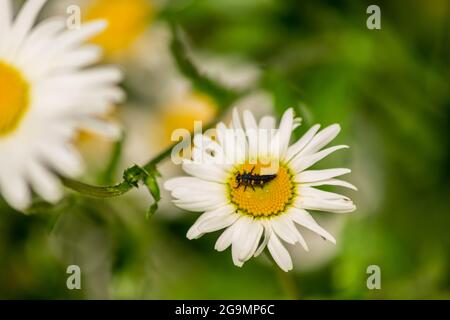 Larve di Ladybug che si trovano al centro del fiore bianco e giallo, larva bug su camomilla sangue fiore nel giardino con sfondo naturale sfocato Foto Stock