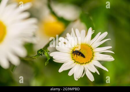 Larve di Ladybug che si trovano al centro del fiore bianco e giallo, larva bug su camomilla sangue fiore nel giardino con sfondo naturale sfocato Foto Stock