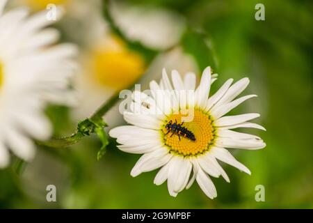 Larve di Ladybug che si trovano al centro del fiore bianco e giallo, larva bug su camomilla sangue fiore nel giardino con sfondo naturale sfocato Foto Stock