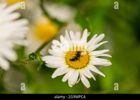 Larve di Ladybug che si trovano al centro del fiore bianco e giallo, larva bug su camomilla sangue fiore nel giardino con sfondo naturale sfocato Foto Stock