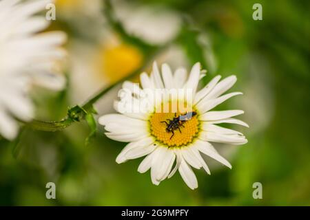 Larve di Ladybug che si trovano al centro del fiore bianco e giallo, larva bug su camomilla sangue fiore nel giardino con sfondo naturale sfocato Foto Stock